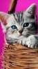 kitten_qqrl4p3p.jpg kitten_qqrl4p3p.jpg