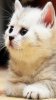 cat_1yffjuhq.jpg cat_1yffjuhq.jpg