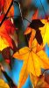 Autumn_05.jpg Autumn_05.jpg