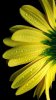 Flower765.jpg Flower765.jpg