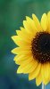 Sun_Flower.jpg Sun_Flower.jpg