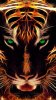 Tiger543.jpg Tiger543.jpg