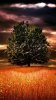 Alone_Tree.jpg Alone_Tree.jpg
