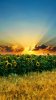 nature_3559mo.jpg nature_3559mo.jpg