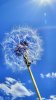 nature_4111hu.jpg nature_4111hu.jpg