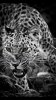 animals_1743aa.jpg animals_1743aa.jpg