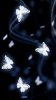 animals_1775bg.jpg animals_1775bg.jpg