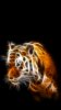 1254651904_tiger_2_h0ckey.jpg 1254651904_tiger_2_h0ckey.jpg