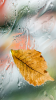 1255524142_mowall-640x360-for-nokia-5530-by-tel.by-30.png 1255524142_mowall-640x360-for-nokia-5530-by-tel.by-30.png