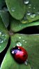 Ladybug_Hdr.jpg Ladybug_Hdr.jpg